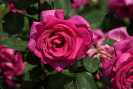 Bernhard Saalfeld - DSC01877 -1